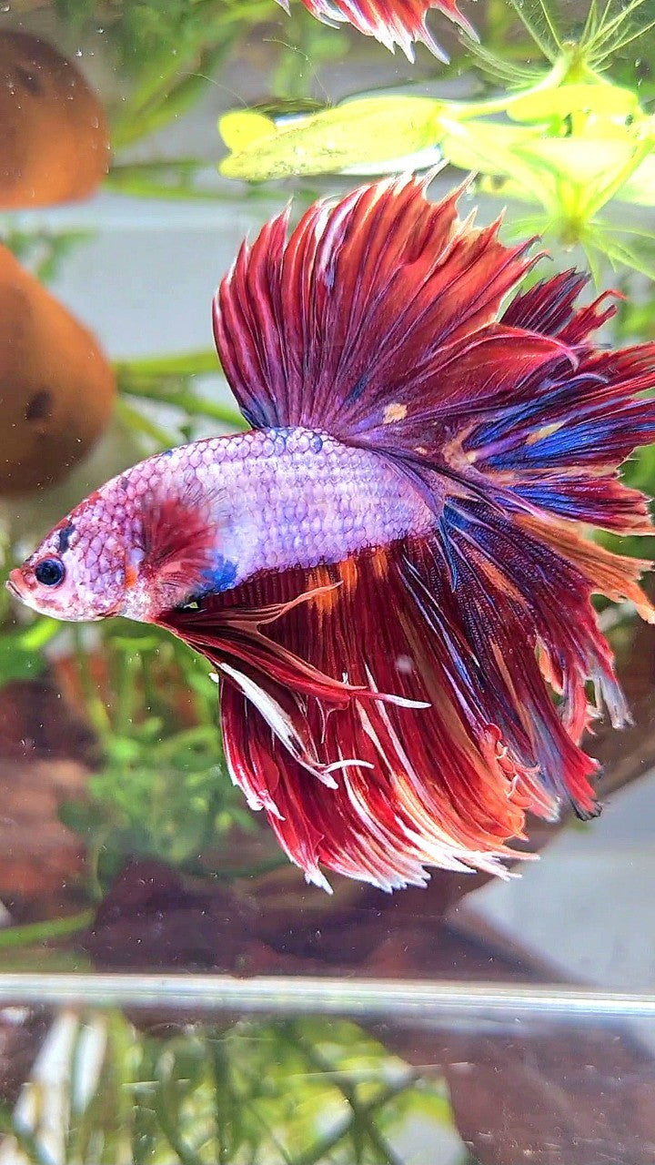 XL HALFMOON ROSETAIL SUPER PINK PURPLE CANDY MULTICOLOR BETTA FISH