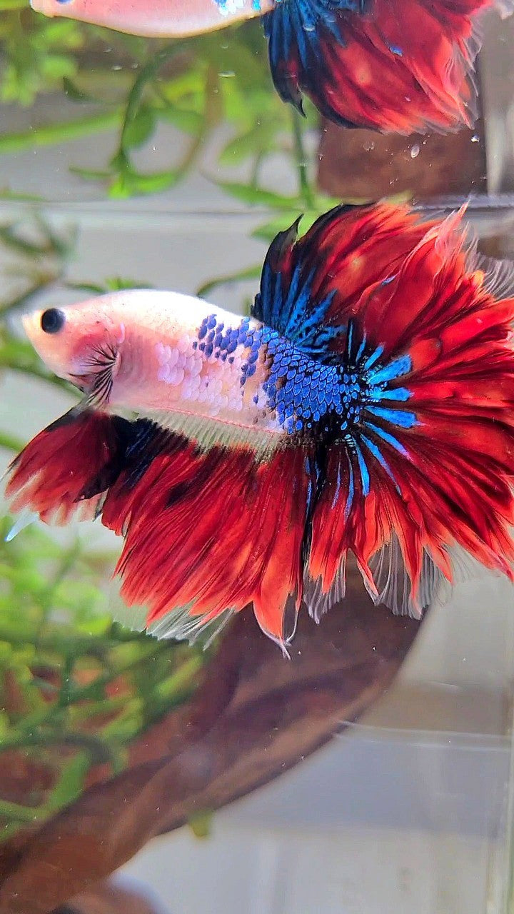 HALFMOON ROSETAIL AOC BAREFACE UNIQUE VAMPIRE BETTA FISH