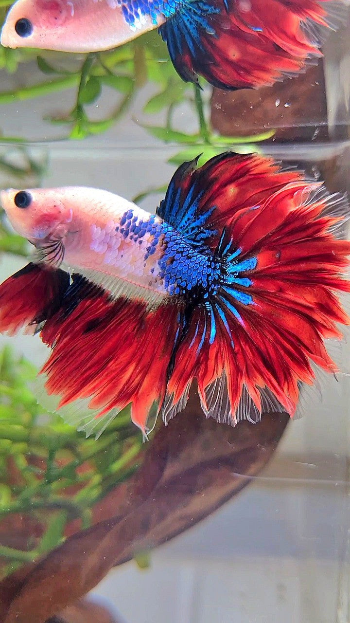 HALFMOON ROSETAIL AOC BAREFACE UNIQUE VAMPIRE BETTA FISH