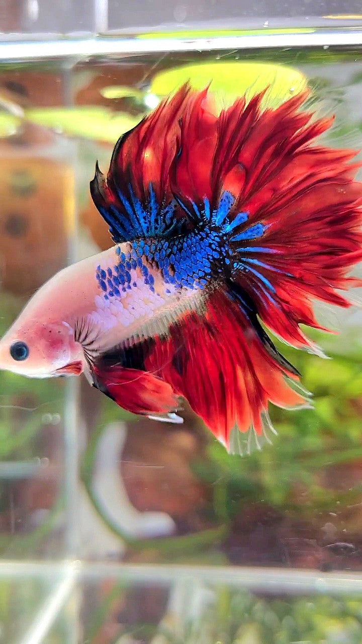 HALFMOON ROSETAIL AOC BAREFACE UNIQUE VAMPIRE BETTA FISH