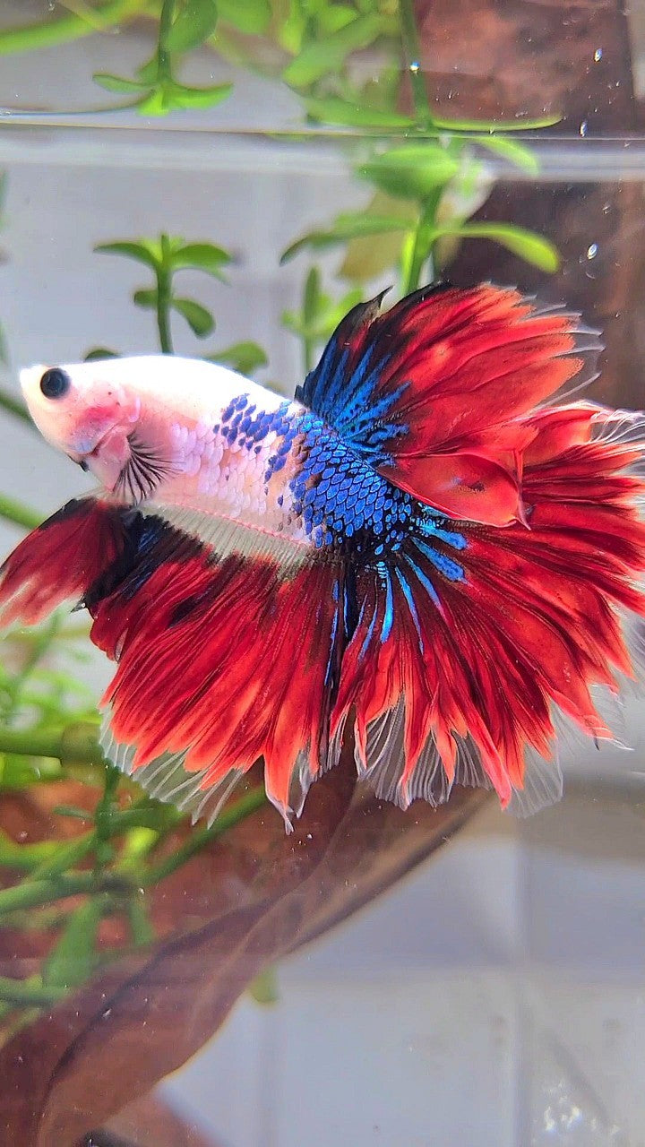 HALFMOON ROSETAIL AOC BAREFACE UNIQUE VAMPIRE BETTA FISH