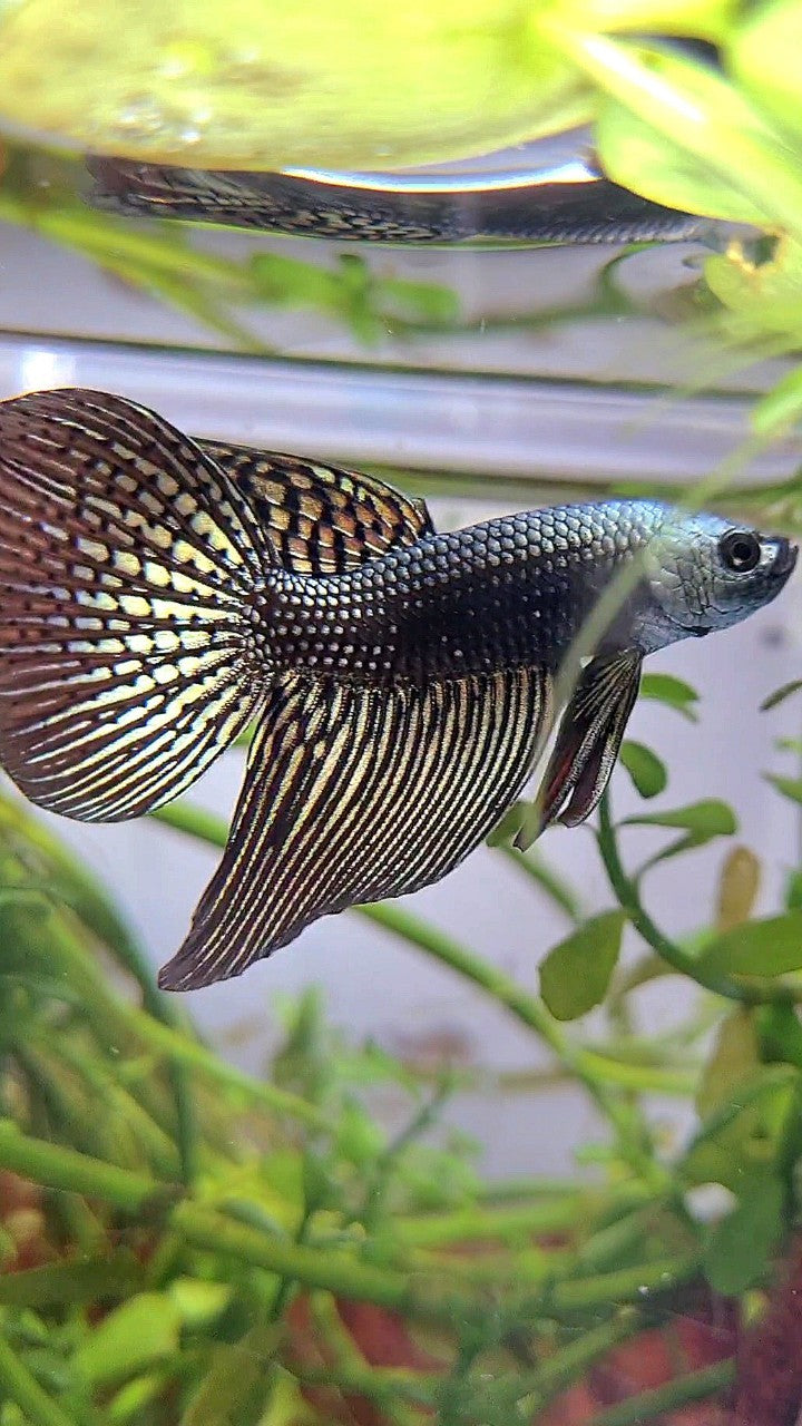 VEILTAIL ALIEN COPPER HYBRID WILD BETTA FISH