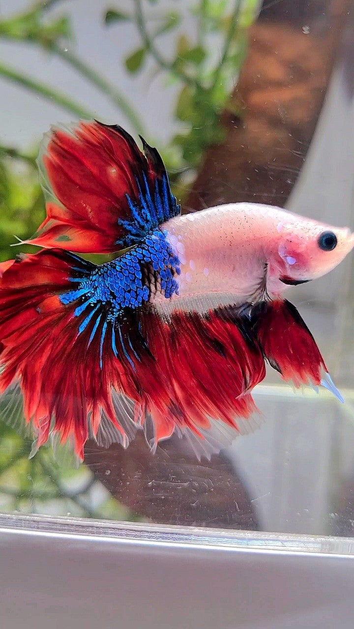 HALFMOON ROSETAIL AOC BAREFACE UNIQUE VAMPIRE BETTA FISH