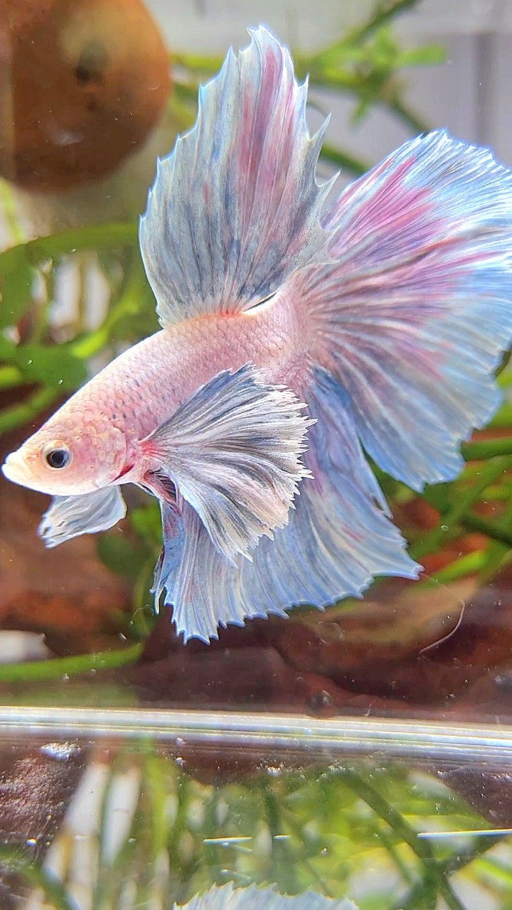 HALFMOON SUPER DUMBO EAR GRIZZLE LIGHT BETTA FISH