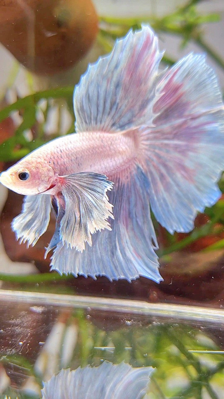 HALFMOON SUPER DUMBO EAR GRIZZLE LIGHT BETTA FISH