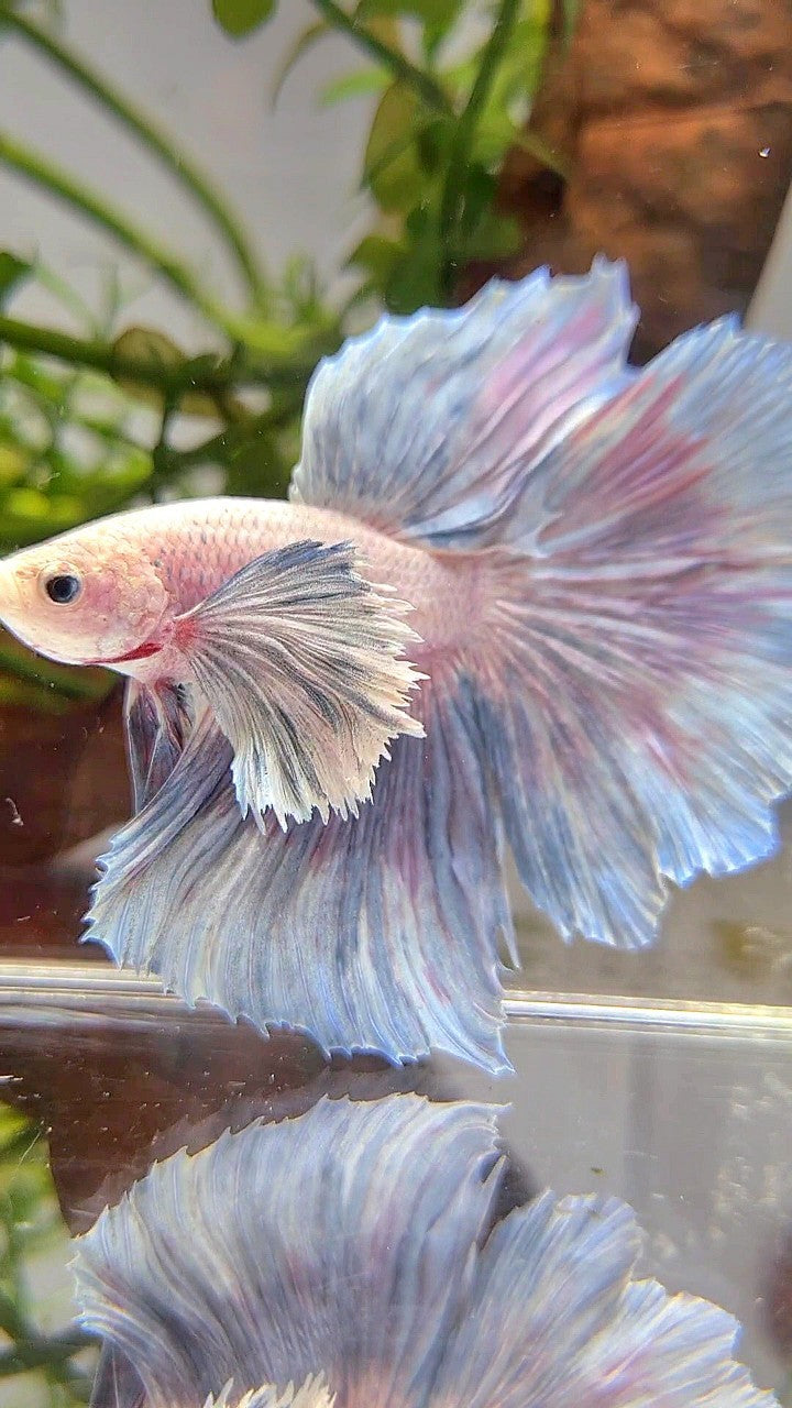 HALFMOON SUPER DUMBO EAR GRIZZLE LIGHT BETTA FISH