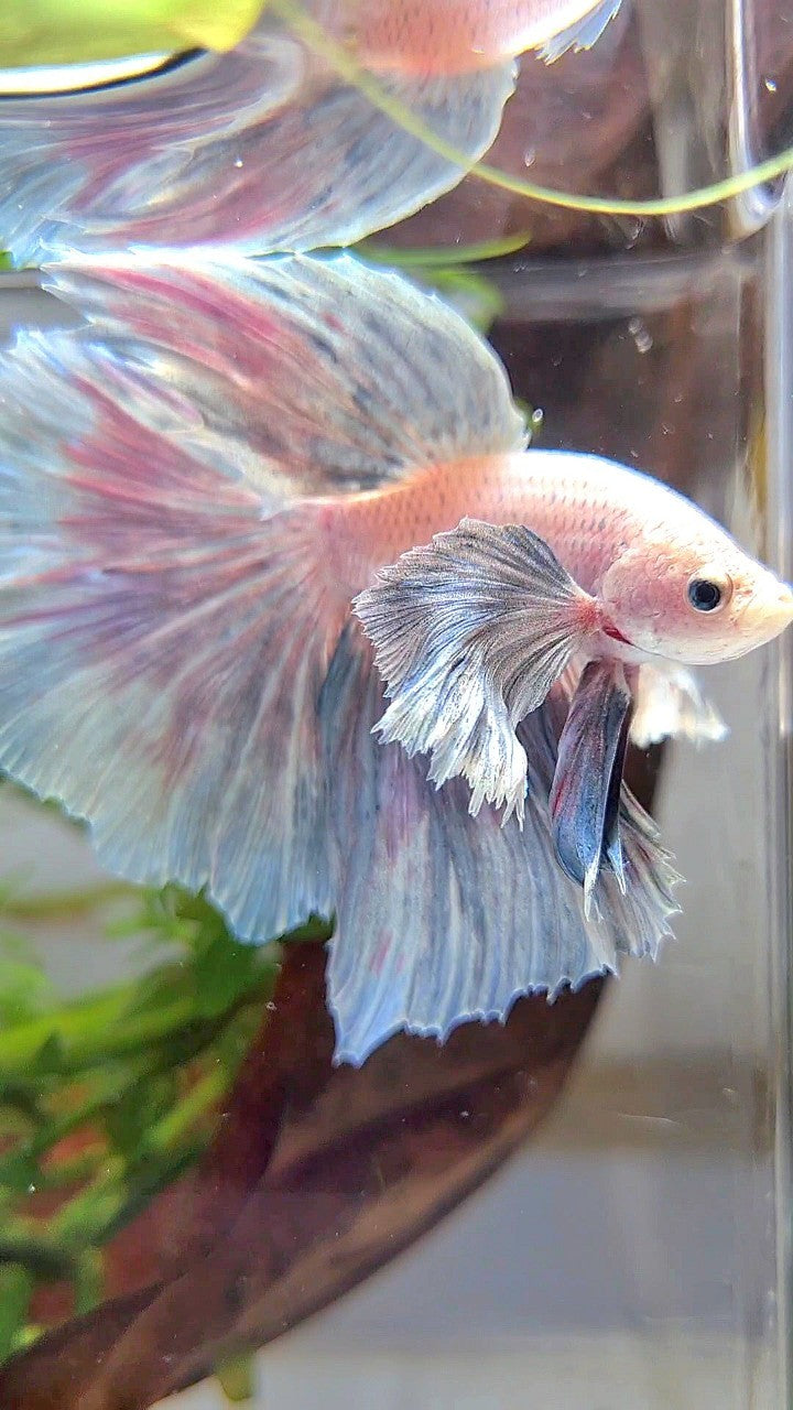 HALFMOON SUPER DUMBO EAR GRIZZLE LIGHT BETTA FISH