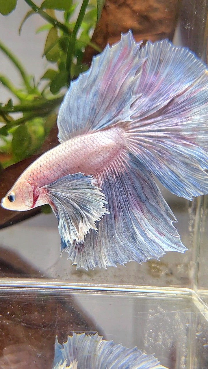 HALFMOON SUPER DUMBO EAR GRIZZLE LIGHT BETTA FISH