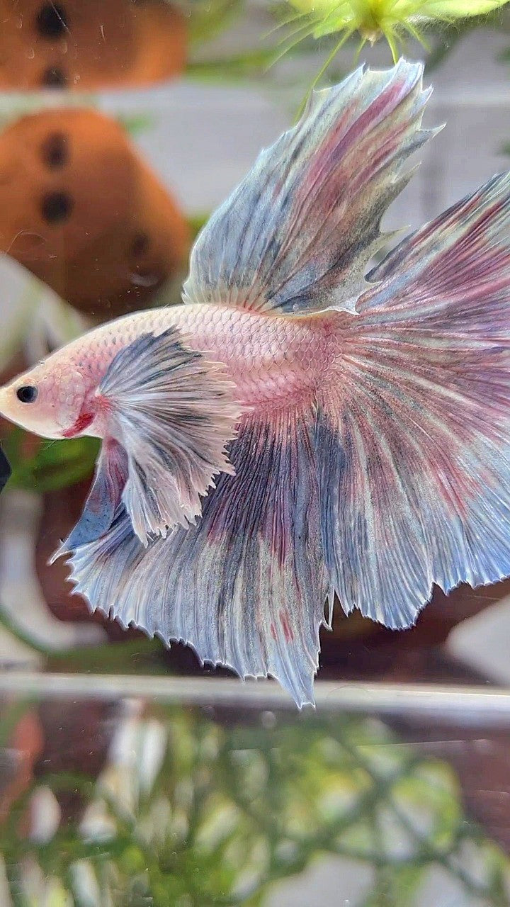 HALFMOON SUPER DUMBO EAR GRIZZLE LIGHT BETTA FISH