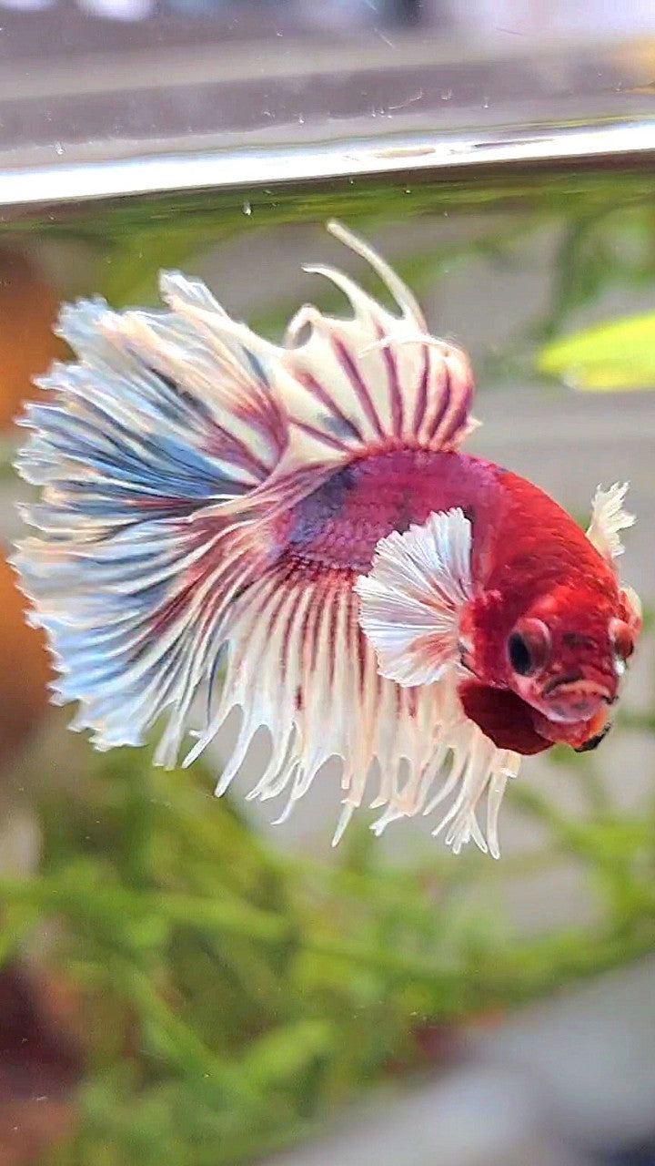 CROWNTAIL DUMBO EAR PURPLE CANDY MULTICOLOR RED HEAD BETTA FISH