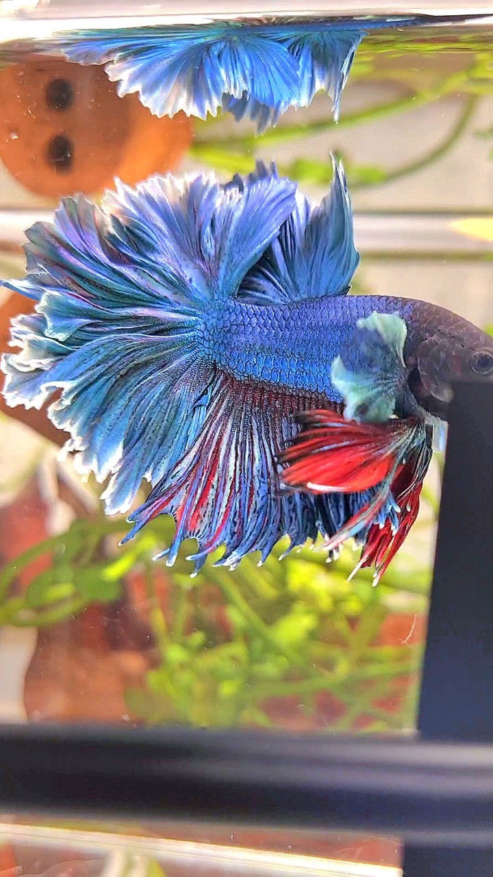 XL HALFMOON FEATHER TAIL BLUE GREEN TURQUOISE BETTA FISH