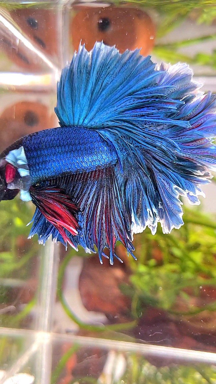 XL HALFMOON FEATHER TAIL BLUE GREEN TURQUOISE BETTA FISH