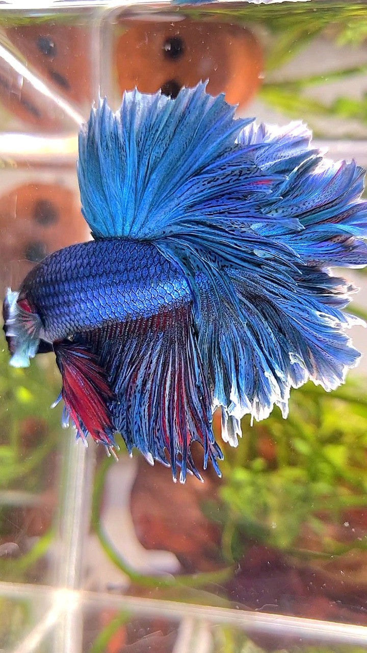 XL HALFMOON FEATHER TAIL BLUE GREEN TURQUOISE BETTA FISH