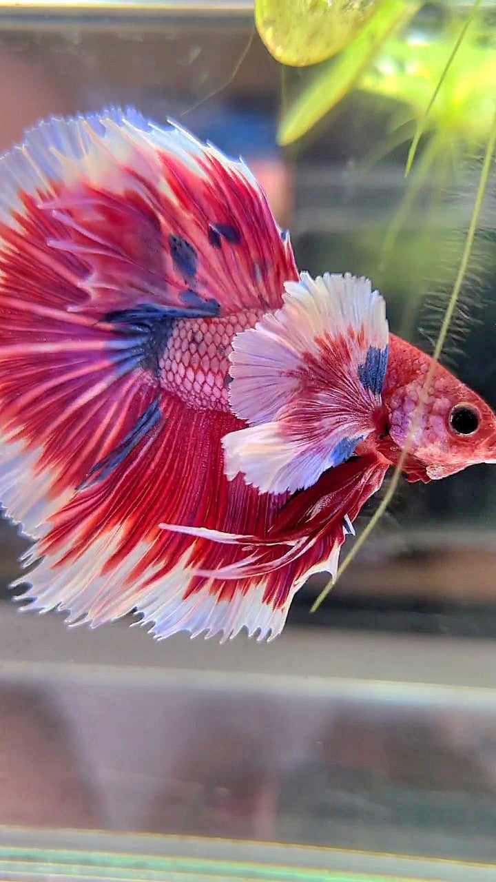 LUXURY HALFMOON SUPER DUMBO EAR ROSETAIL PINK RED FANCY HELLBOY MULTICOLOR BETTA FISH