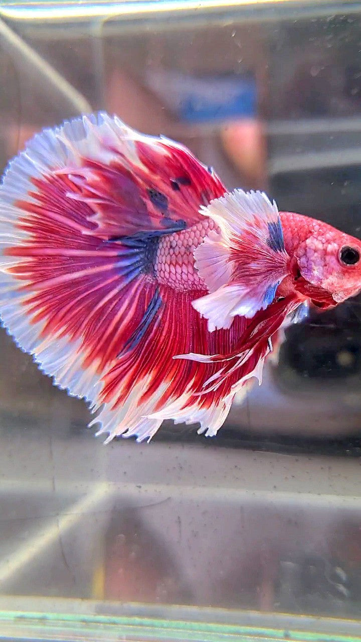 LUXURY HALFMOON SUPER DUMBO EAR ROSETAIL PINK RED FANCY HELLBOY MULTICOLOR BETTA FISH