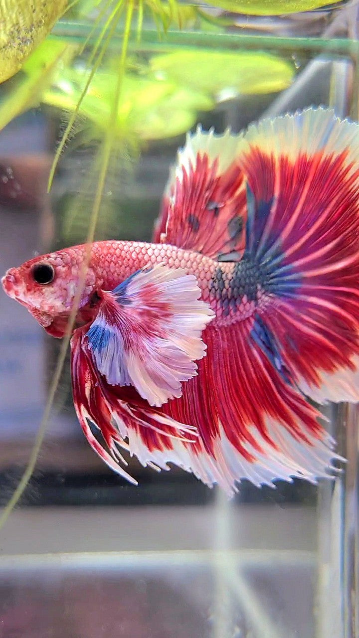 LUXURY HALFMOON SUPER DUMBO EAR ROSETAIL PINK RED FANCY HELLBOY MULTICOLOR BETTA FISH