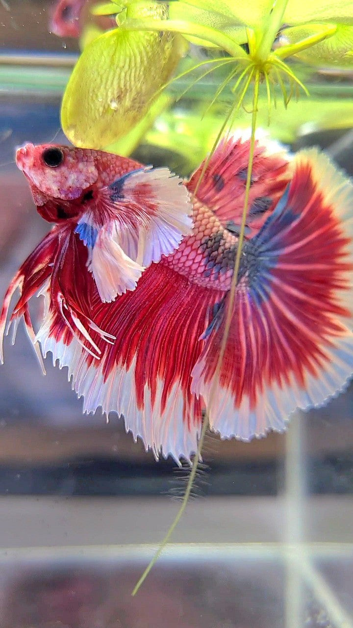 LUXURY HALFMOON SUPER DUMBO EAR ROSETAIL PINK RED FANCY HELLBOY MULTICOLOR BETTA FISH