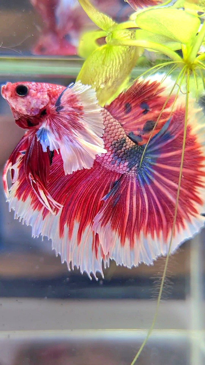 LUXURY HALFMOON SUPER DUMBO EAR ROSETAIL PINK RED FANCY HELLBOY MULTICOLOR BETTA FISH