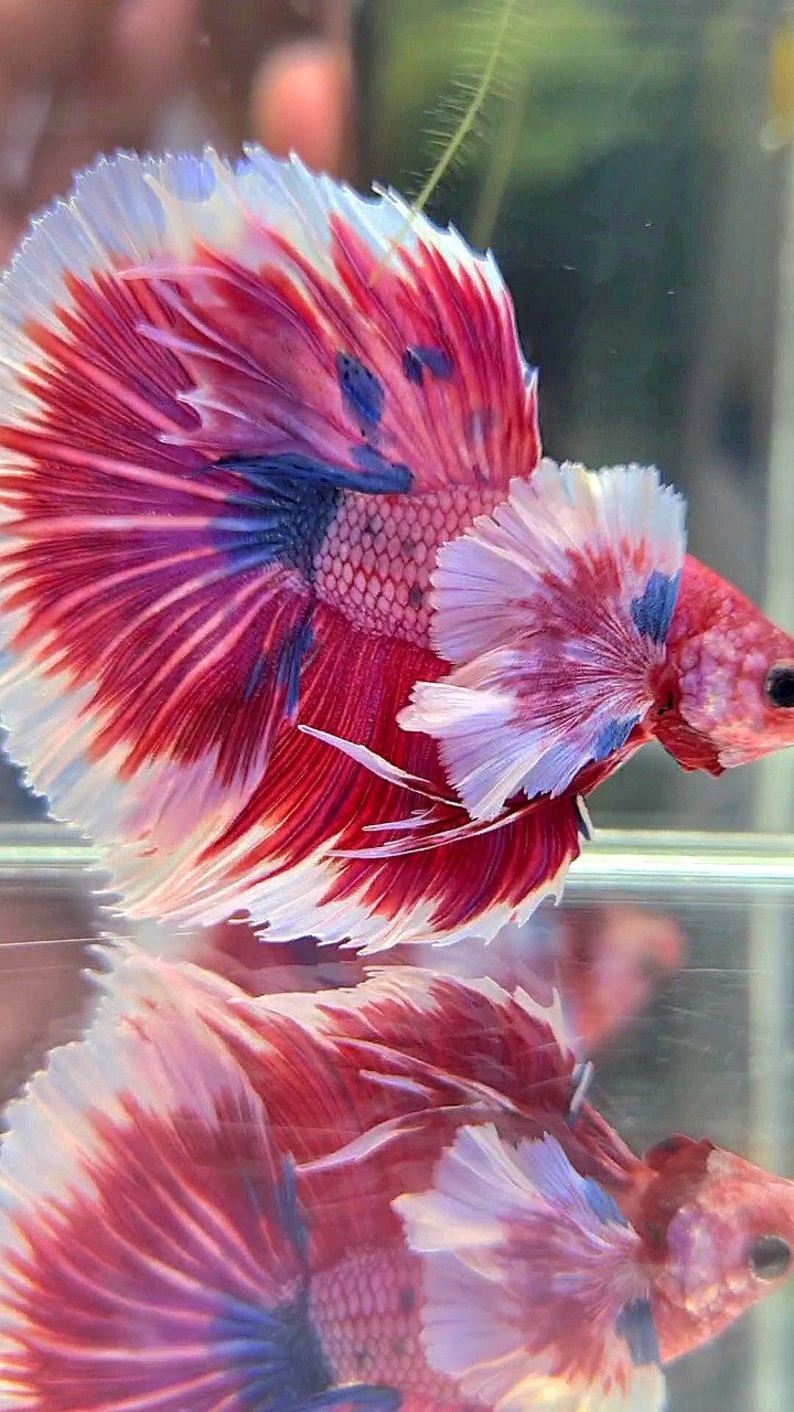 LUXURY HALFMOON SUPER DUMBO EAR ROSETAIL PINK RED FANCY HELLBOY MULTICOLOR BETTA FISH