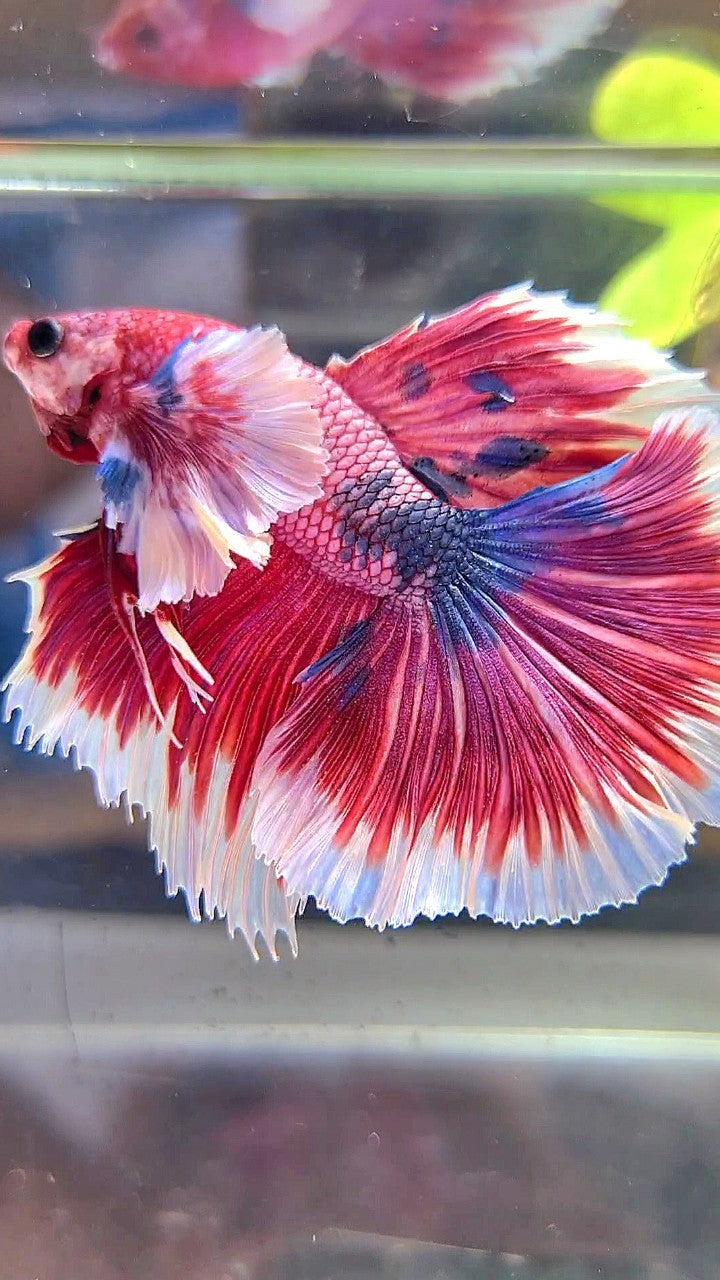 LUXURY HALFMOON SUPER DUMBO EAR ROSETAIL PINK RED FANCY HELLBOY MULTICOLOR BETTA FISH