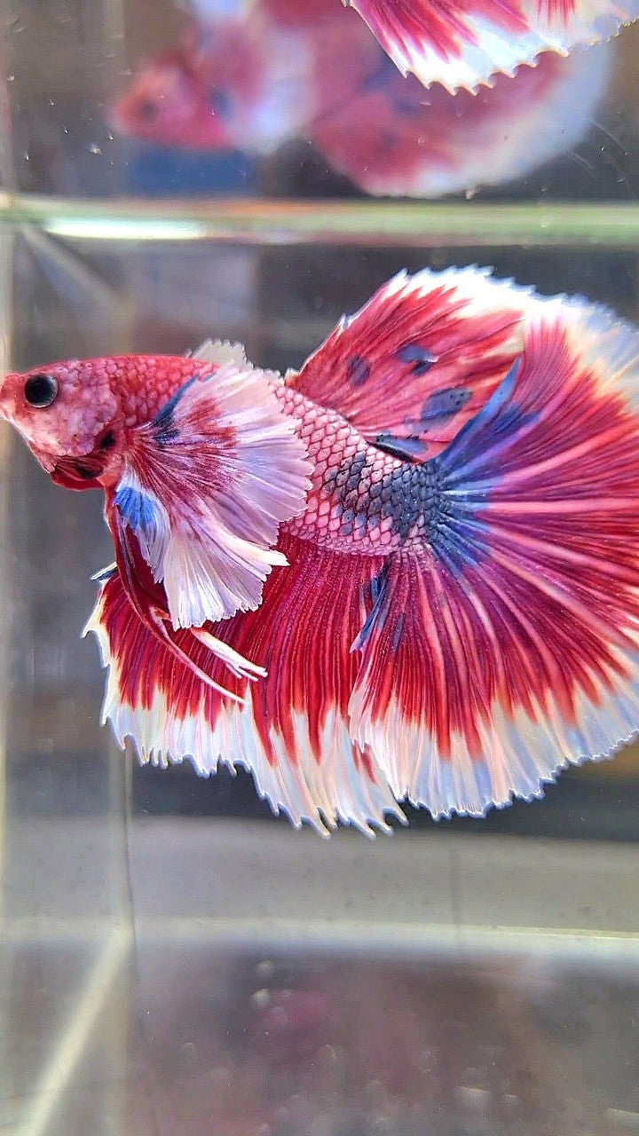 LUXURY HALFMOON SUPER DUMBO EAR ROSETAIL PINK RED FANCY HELLBOY MULTICOLOR BETTA FISH