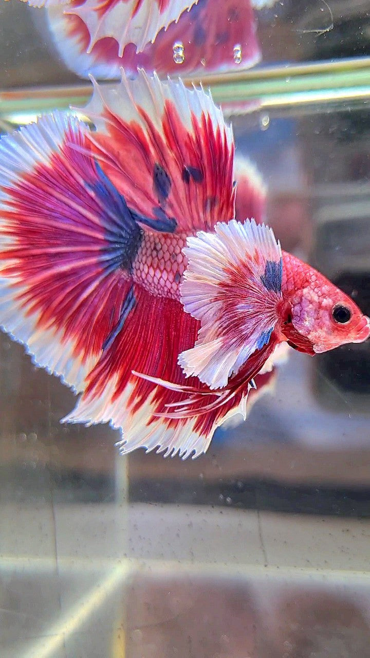 LUXURY HALFMOON SUPER DUMBO EAR ROSETAIL PINK RED FANCY HELLBOY MULTICOLOR BETTA FISH