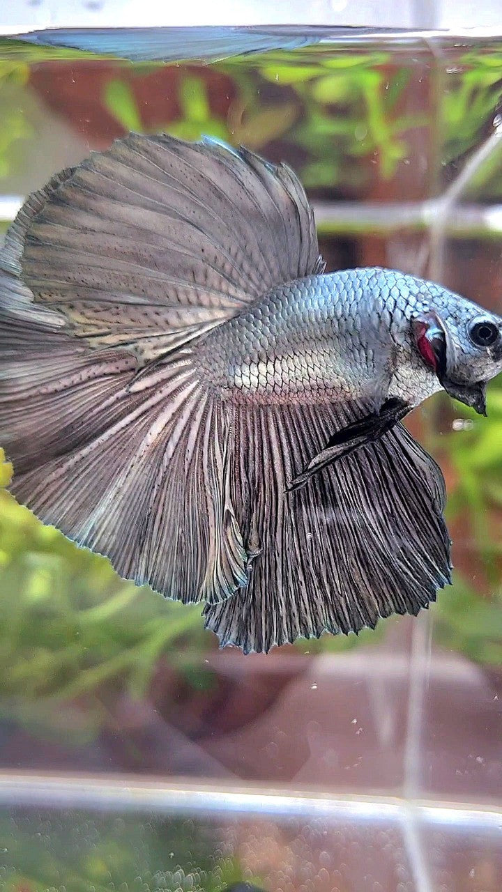 HALFMOON ROSETAIL SUPER COPPER LIGHT SOLID BETTA FISH