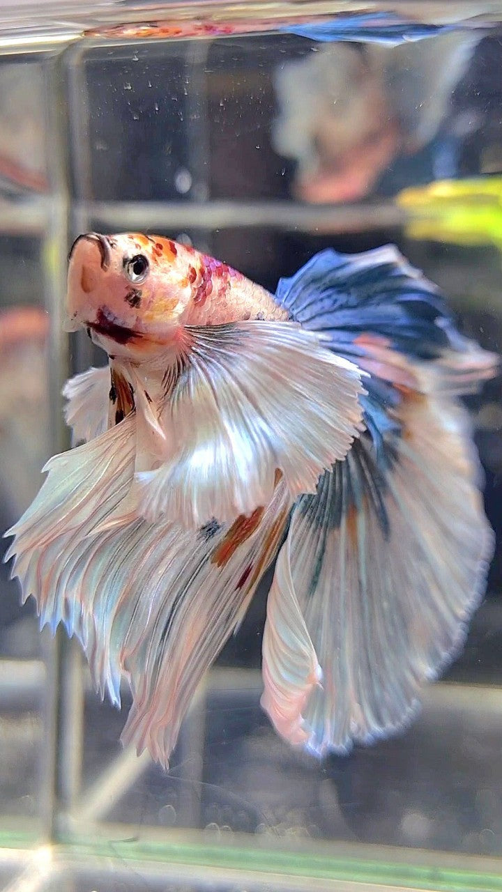 HALFMOON SUPER DUMBO EAR WHITE MULTICOLOR BETTA FISH