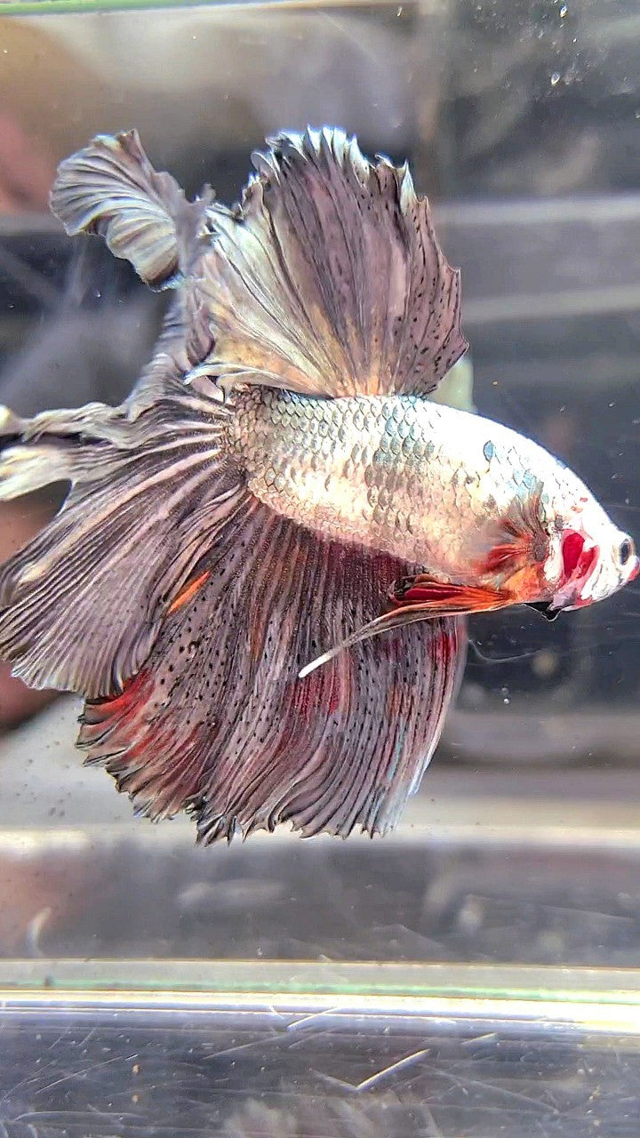 XL HALFMOON WHITE COPPER ORANGE WASH BETTA FISH