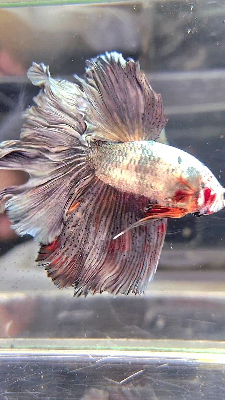 XL HALFMOON WHITE COPPER ORANGE WASH BETTA FISH