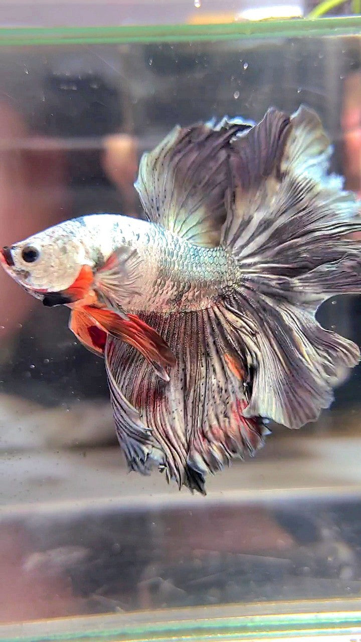 XL HALFMOON WHITE COPPER ORANGE WASH BETTA FISH