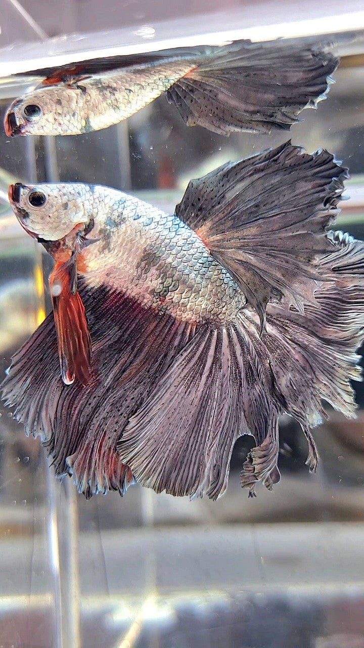 XL HALFMOON WHITE COPPER ORANGE WASH BETTA FISH