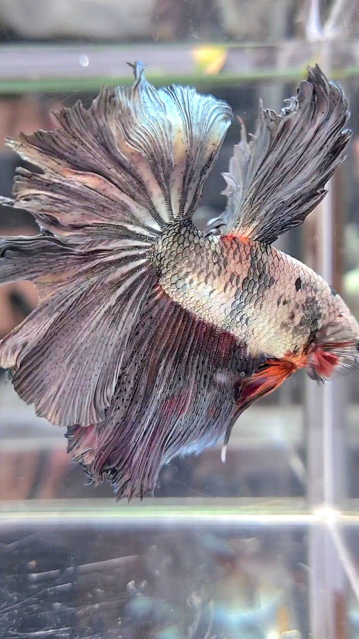 XL HALFMOON WHITE COPPER ORANGE WASH BETTA FISH