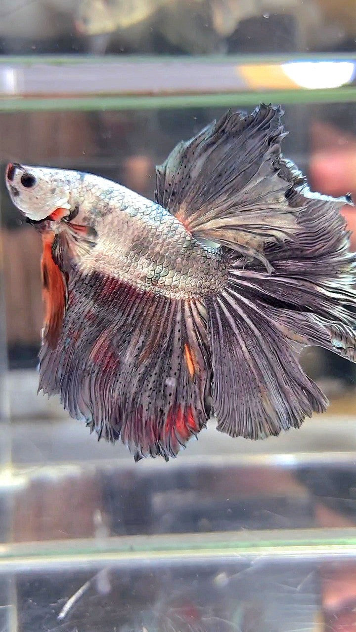 XL HALFMOON WHITE COPPER ORANGE WASH BETTA FISH