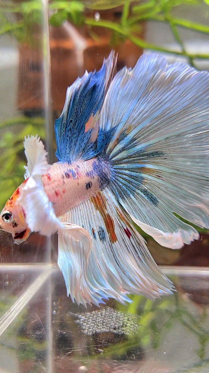 HALFMOON SUPER DUMBO EAR WHITE MULTICOLOR BETTA FISH