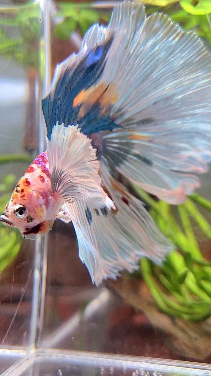 HALFMOON SUPER DUMBO EAR WHITE MULTICOLOR BETTA FISH