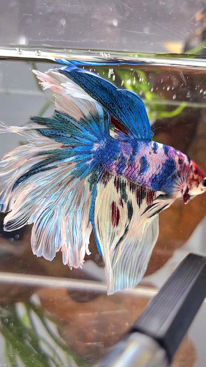 XL HALFMOON ROSETAIL BLUE WHITE MARBLE MULTICOLOR BETTA FISH