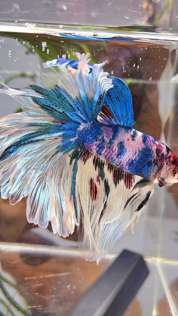 XL HALFMOON ROSETAIL BLUE WHITE MARBLE MULTICOLOR BETTA FISH