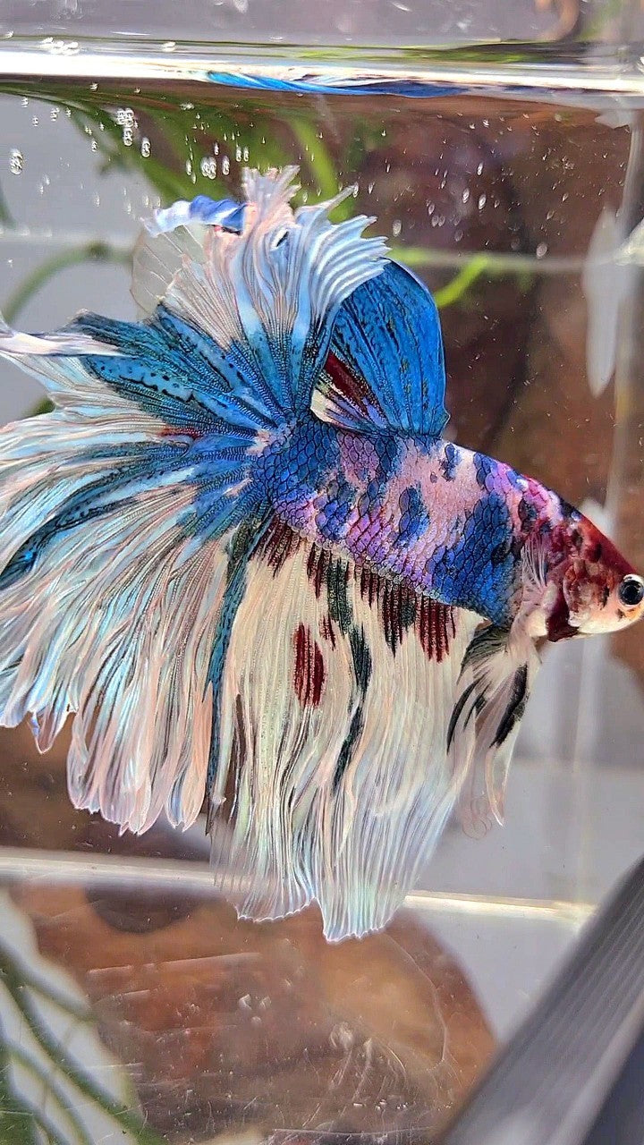 XL HALFMOON ROSETAIL BLUE WHITE MARBLE MULTICOLOR BETTA FISH