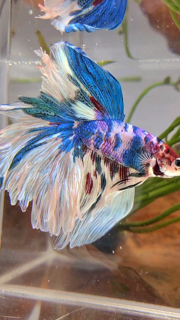 XL HALFMOON ROSETAIL BLUE WHITE MARBLE MULTICOLOR BETTA FISH