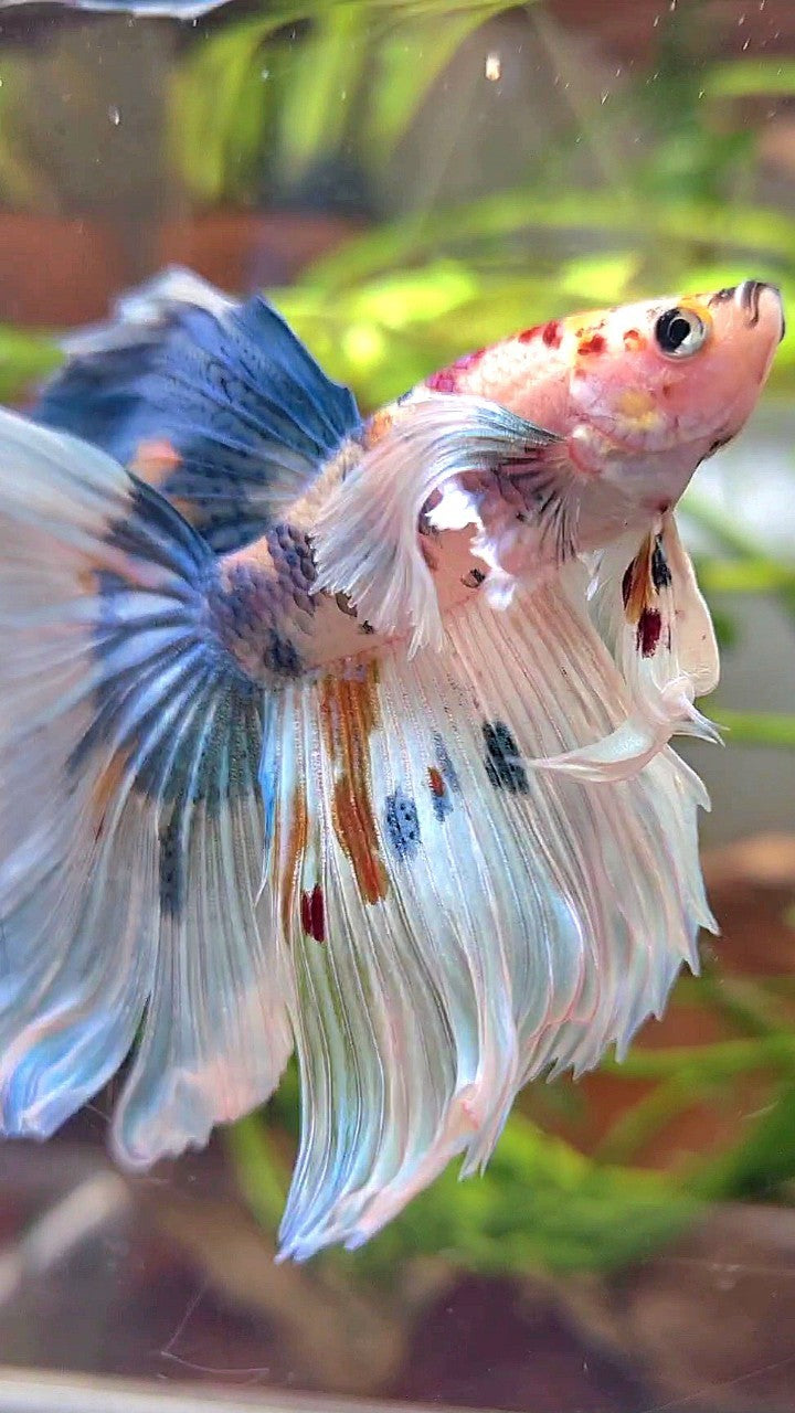 HALFMOON SUPER DUMBO EAR WHITE MULTICOLOR BETTA FISH