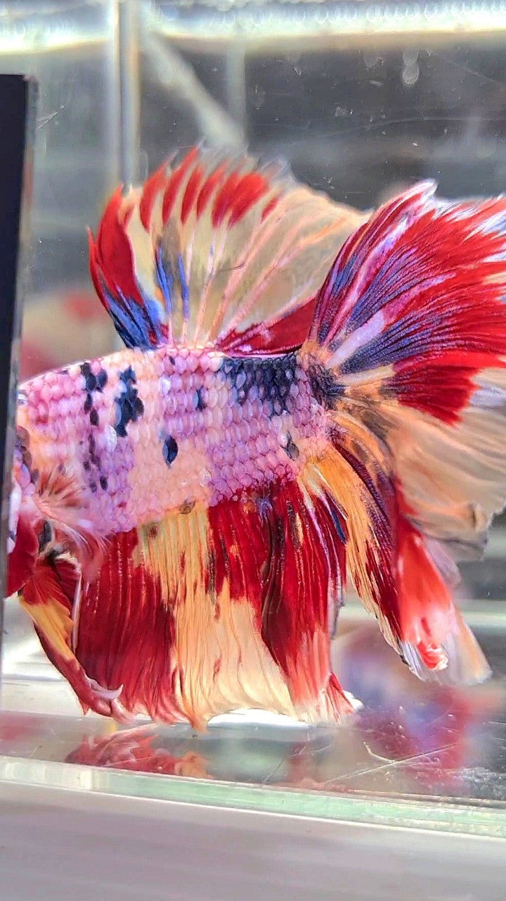 XL HALFMOON ROSETAIL ORANGE FANCY FIRE YELLOW MULTICOLOR BETTA FISH