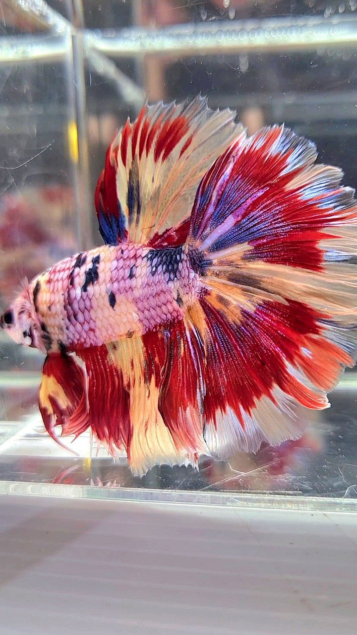 XL HALFMOON ROSETAIL ORANGE FANCY FIRE YELLOW MULTICOLOR BETTA FISH