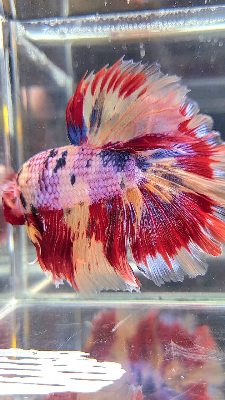 XL HALFMOON ROSETAIL ORANGE FANCY FIRE YELLOW MULTICOLOR BETTA FISH