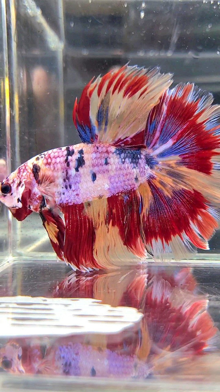 XL HALFMOON ROSETAIL ORANGE FANCY FIRE YELLOW MULTICOLOR BETTA FISH