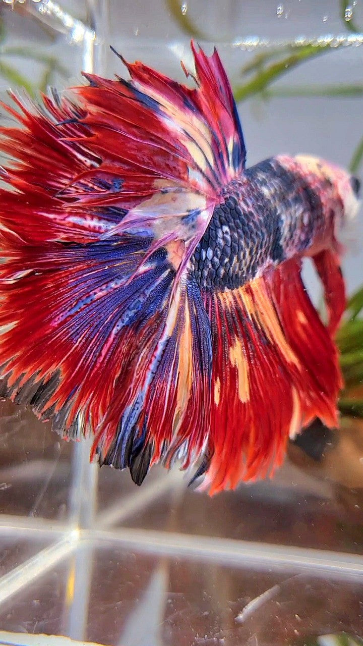 XL HALFMOON ROSETAIL BLUE FANCY RED FIRE MULTICOLOR BETTA FISH