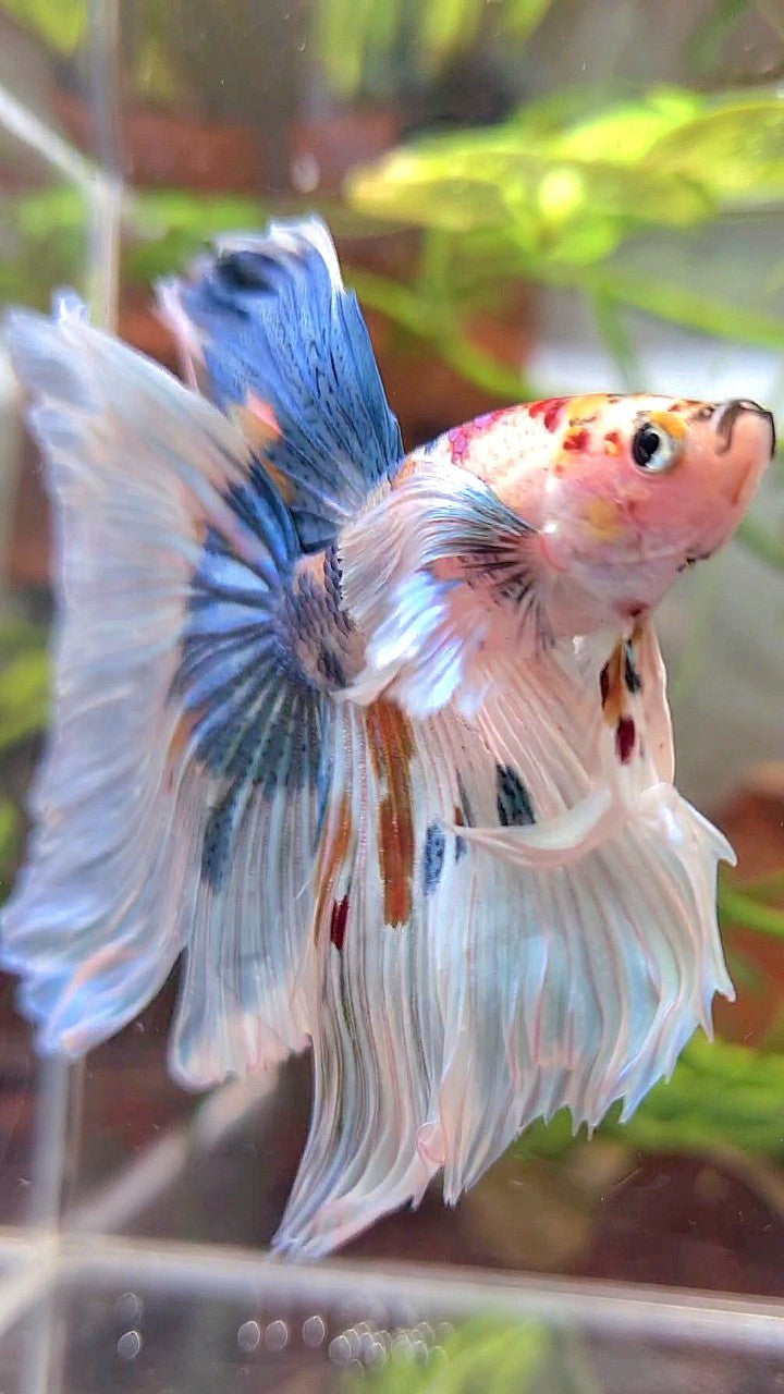 HALFMOON SUPER DUMBO EAR WHITE MULTICOLOR BETTA FISH