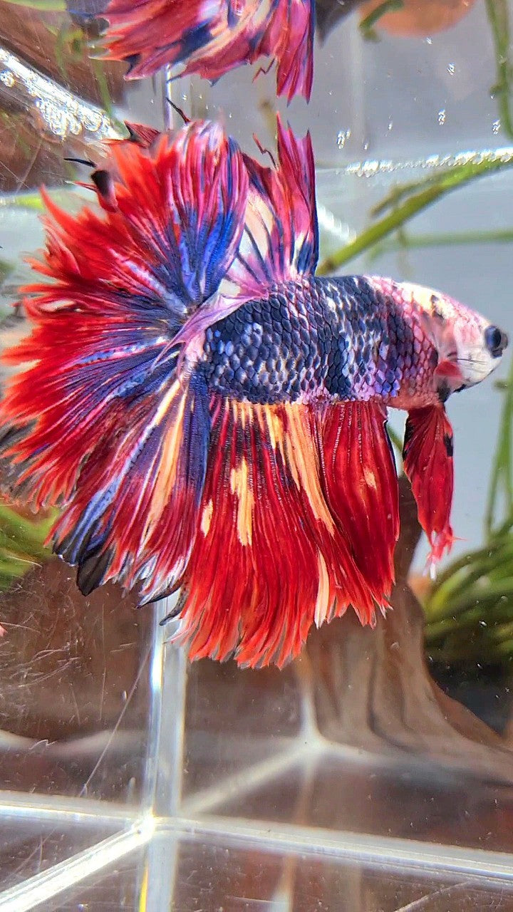 XL HALFMOON ROSETAIL BLUE FANCY RED FIRE MULTICOLOR BETTA FISH