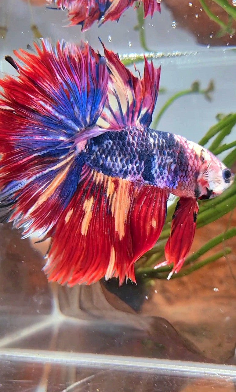 XL HALFMOON ROSETAIL BLUE FANCY RED FIRE MULTICOLOR BETTA FISH