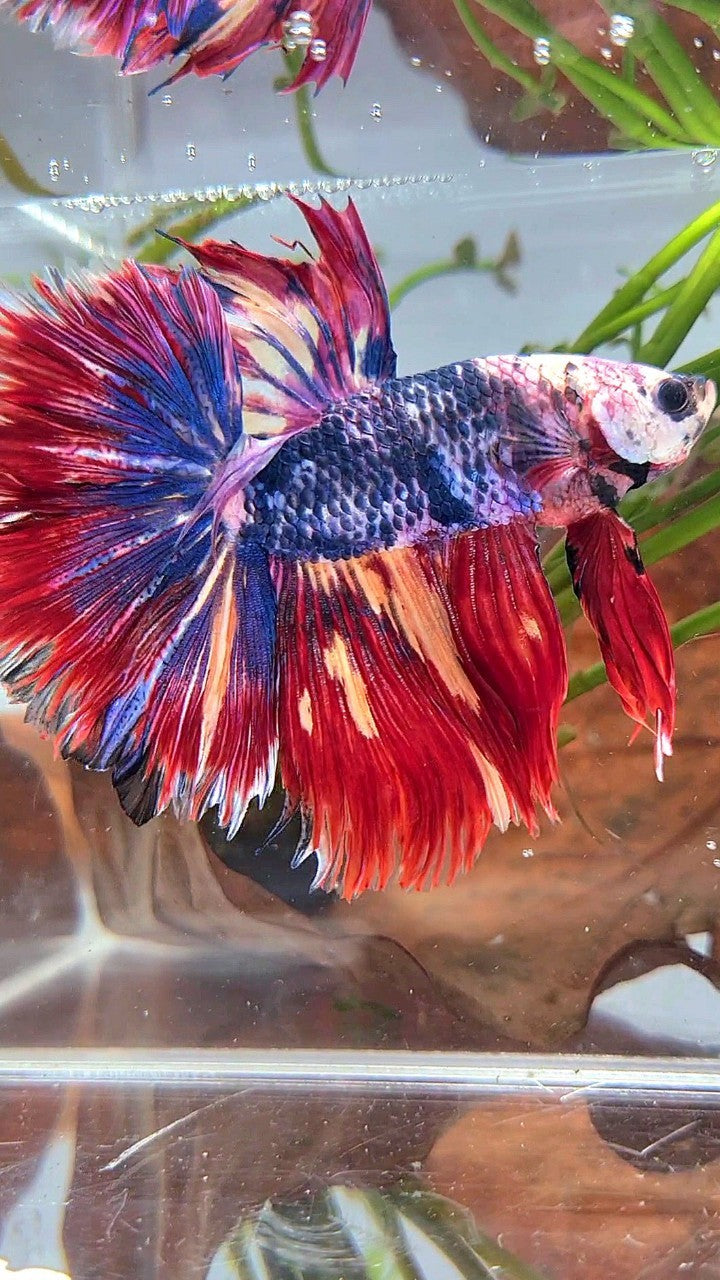 XL HALFMOON ROSETAIL BLUE FANCY RED FIRE MULTICOLOR BETTA FISH